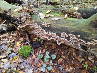 Auricularia mesenterica
