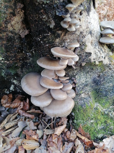 Pleurotus ostreatus