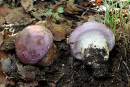 Phlegmacium balteatocumatile