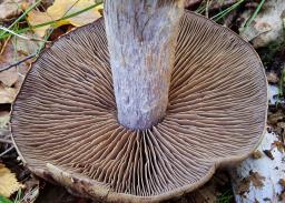 Cortinarius infractus