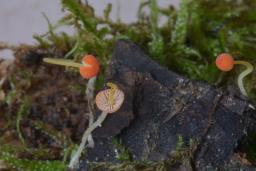 Mycena acicula