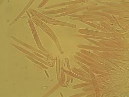 Lachnum virgineum