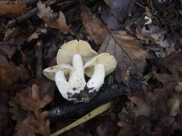 Entoloma sinuatum