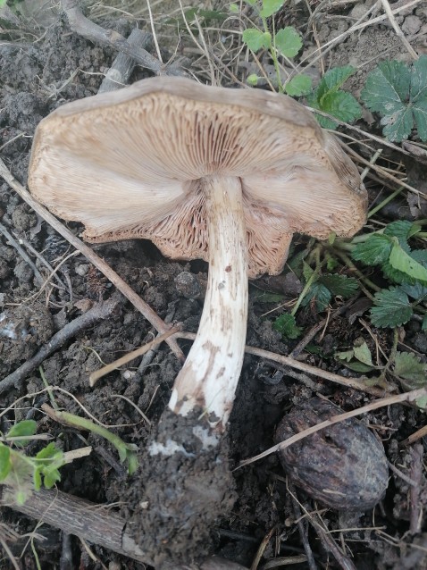 Pluteus cervinus