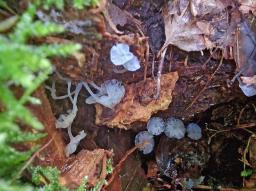 Delicatula integrella