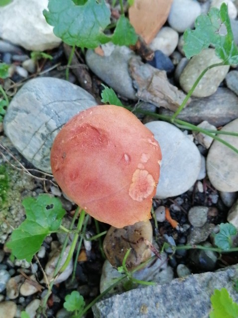 Rheubarbariboletus armeniacus