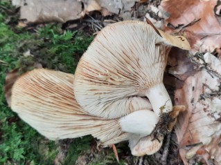 Lactarius illyricus