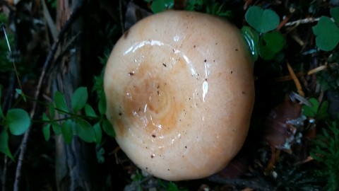 Lactarius semisanguifluus