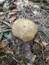 Butyriboletus appendiculatus