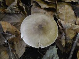 Pluteus cervinus