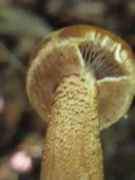 Kuehneromyces mutabilis