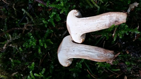 Paxillus involutus