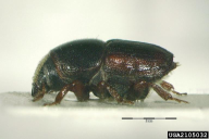 Scolytus scolytus
