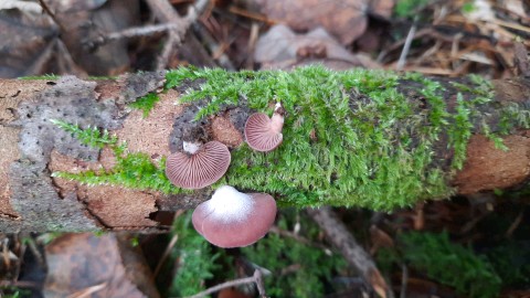 Panellus violaceofulvus