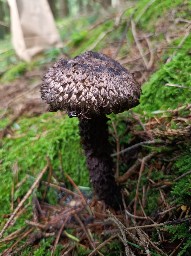 Strobilomyces strobilaceus