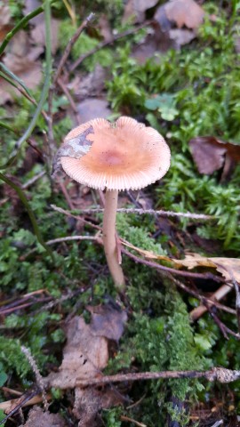 Amanita fulva