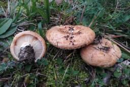 Lactarius acerrimus