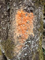 Fusicolla merismoides