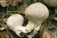 Lycoperdon perlatum