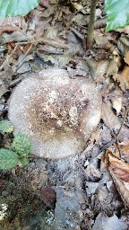 Russula nigricans