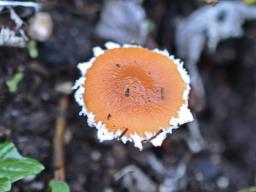 Conocybe vestita