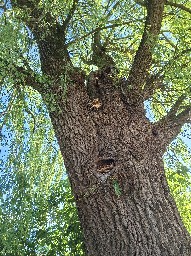 Laetiporus sulphureus