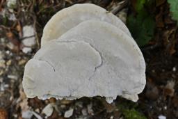 Amaropostia stiptica