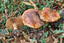 Cortinarius fulmineus