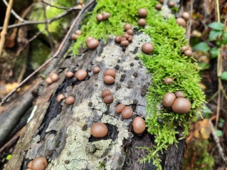 Lycogala epidendrum