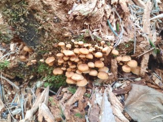 Xeromphalina campanella