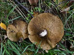 Lactarius turpis