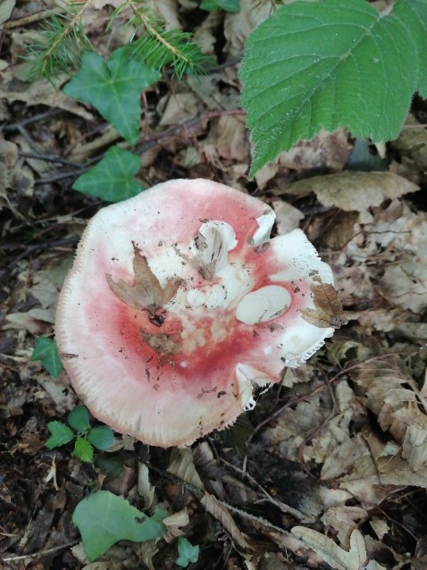 Russula luteotacta