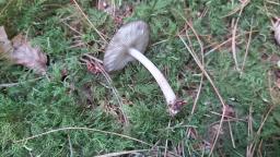 Pluteus umbrosus