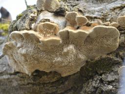 Trametes trogii