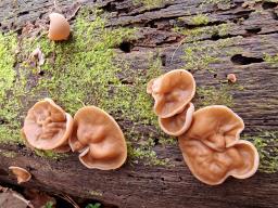 Discina ancilis