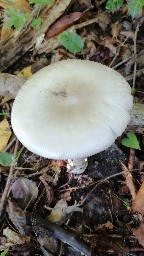 Amanita vaginata