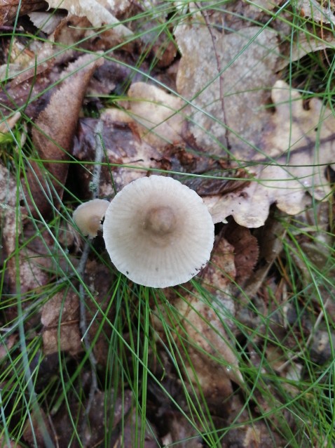 Mycena inclinata