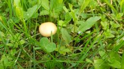 Agrocybe pediades