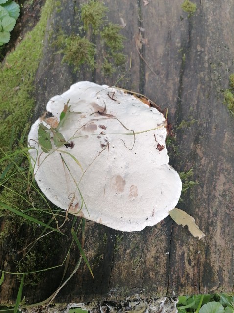 Ganoderma applanatum