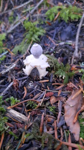 Geastrum quadrifidum