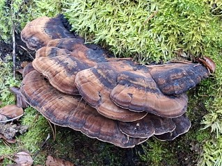 Ischnoderma resinosum