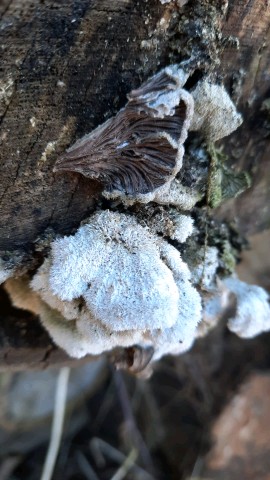 Schizophyllum commune