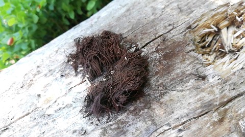 Stemonitis fusca