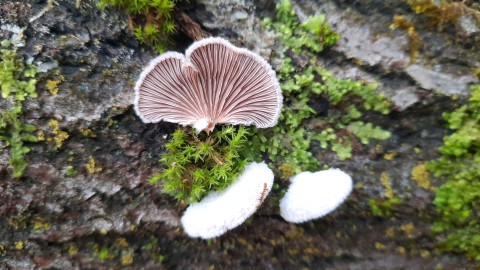 Schizophyllum commune
