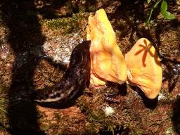 Laetiporus sulphureus