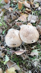 Leccinum scabrum