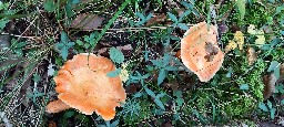 Lactarius salmonicolor