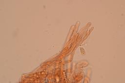 Callistosporium luteo-olivaceum