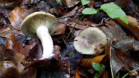 Lactarius blennius