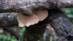 Lentinellus ursinus
